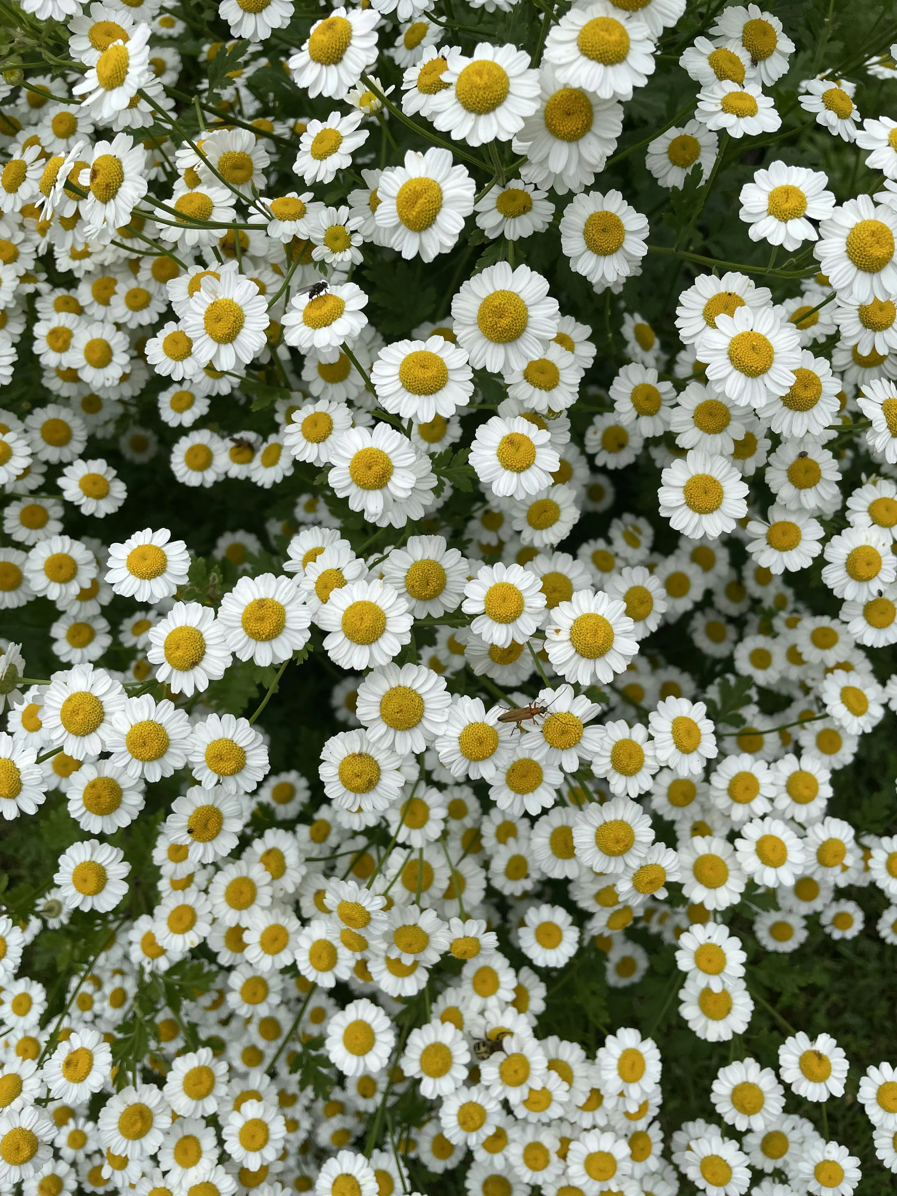 Chamomile