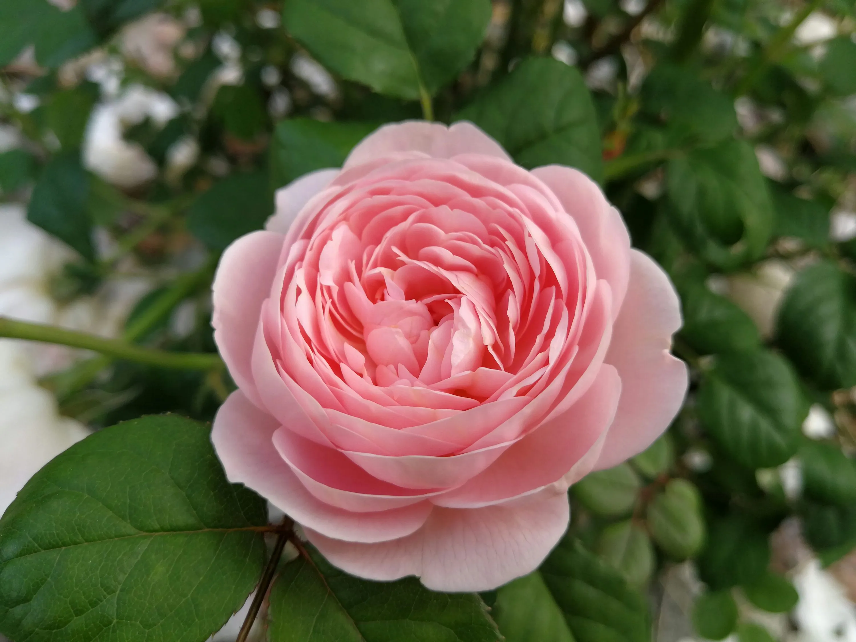 Damask Rose