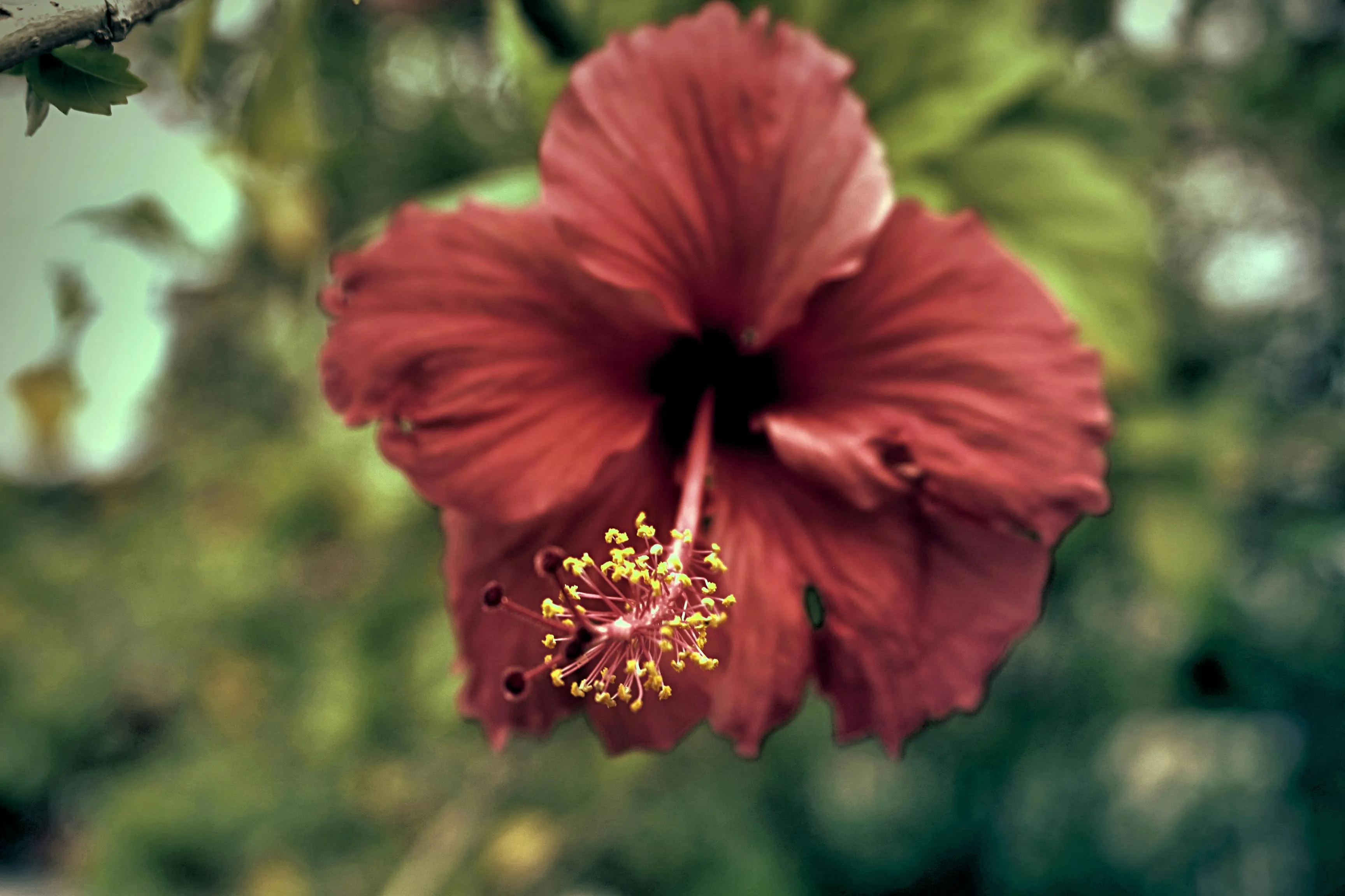 Hibiscus