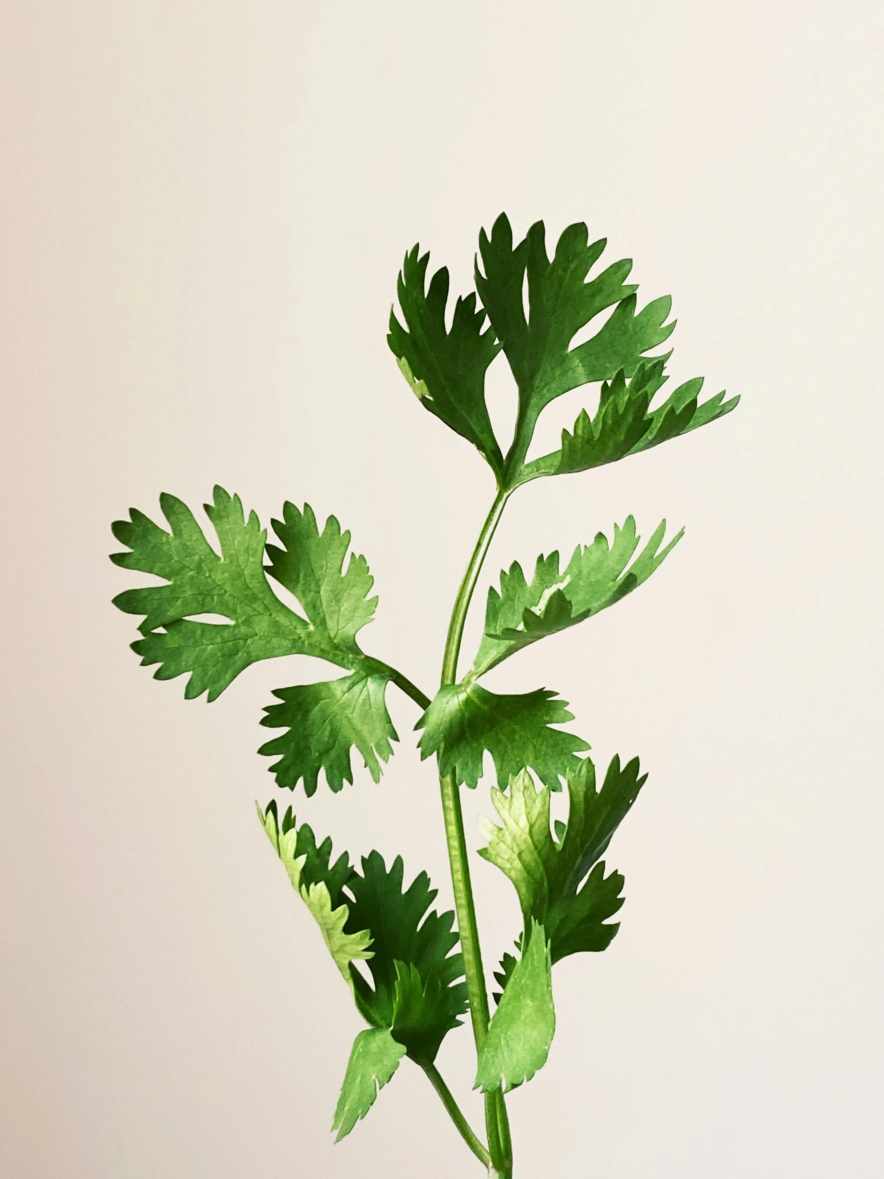 Parsley