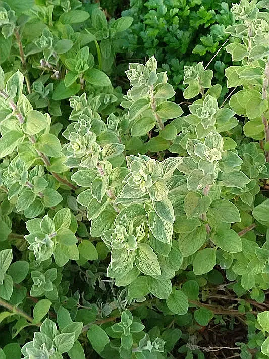 Syrian Oregano